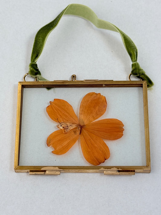 Pressed Floral Ornament - Cosmo