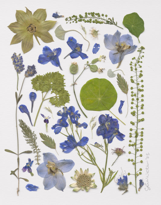 Fine Art Prints - Spring