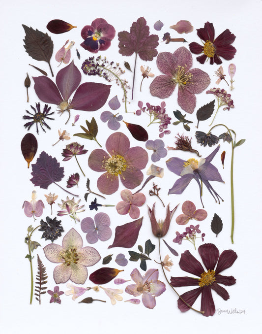 Fine Art Prints - Purple Haze