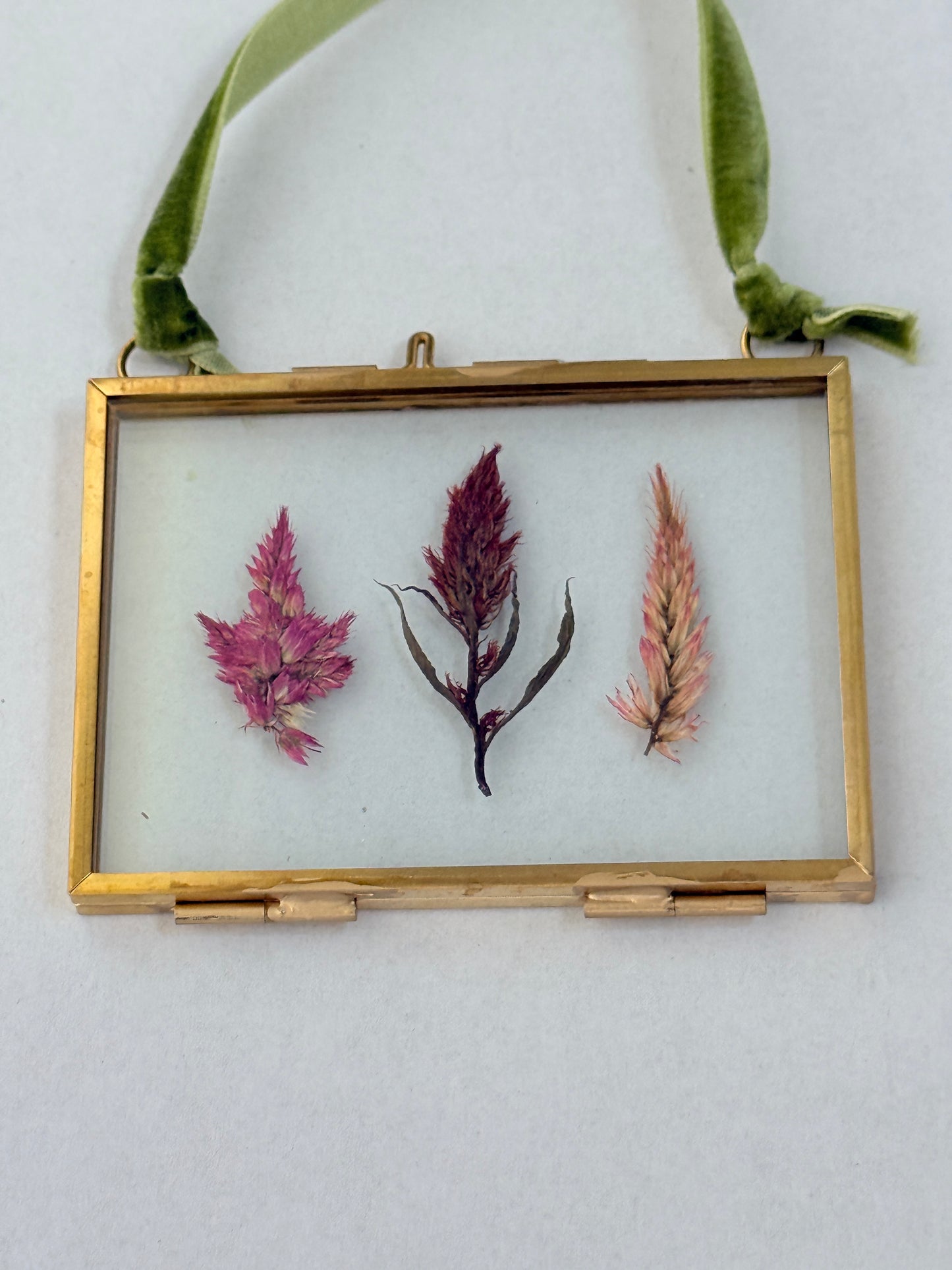 Pressed Floral Ornament - Celosia
