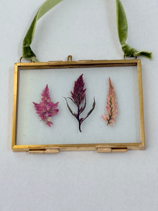 Pressed Floral Ornament - Celosia