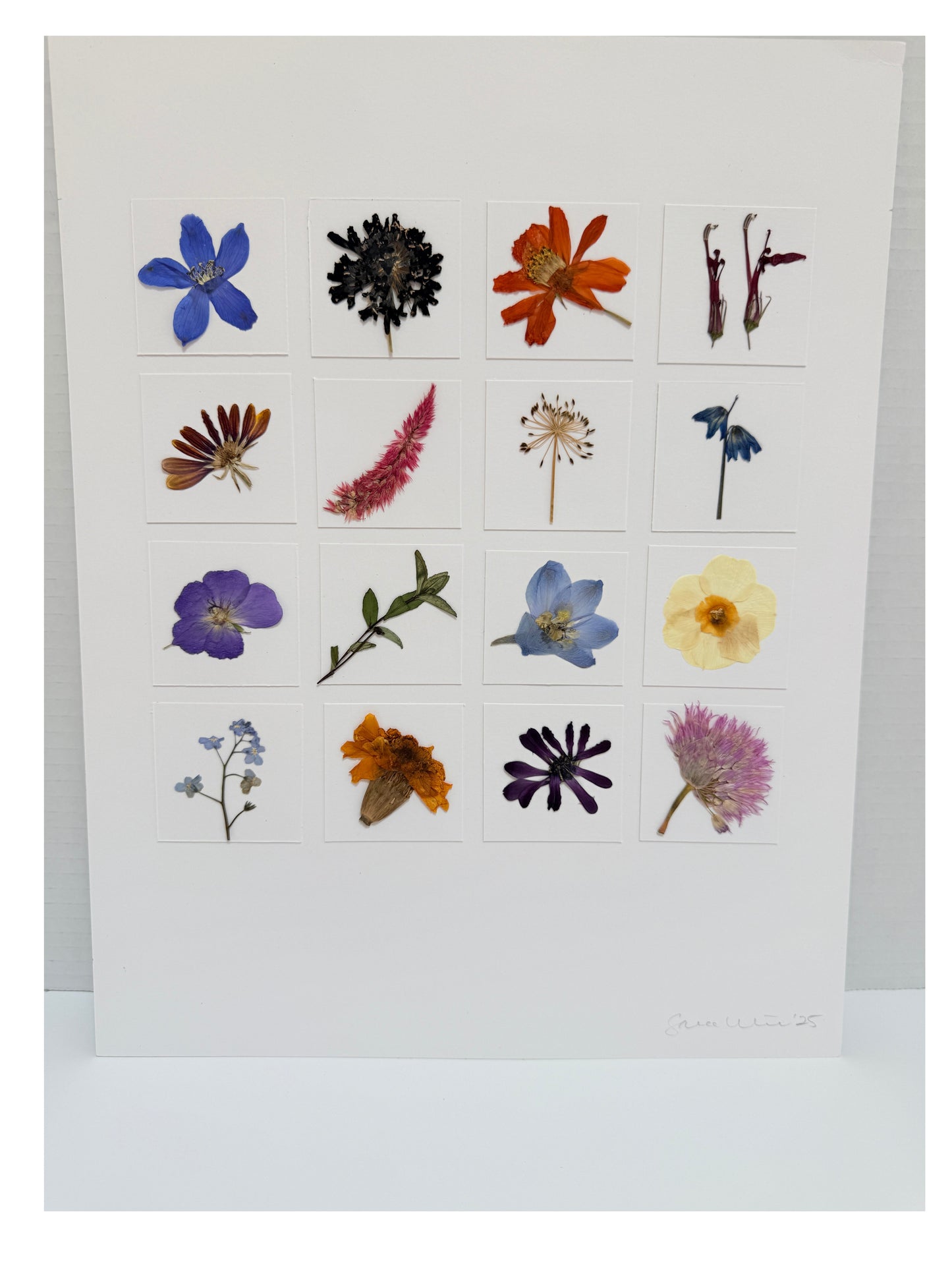 Vibrant 16-Specimen Pressed Flower Grid Art