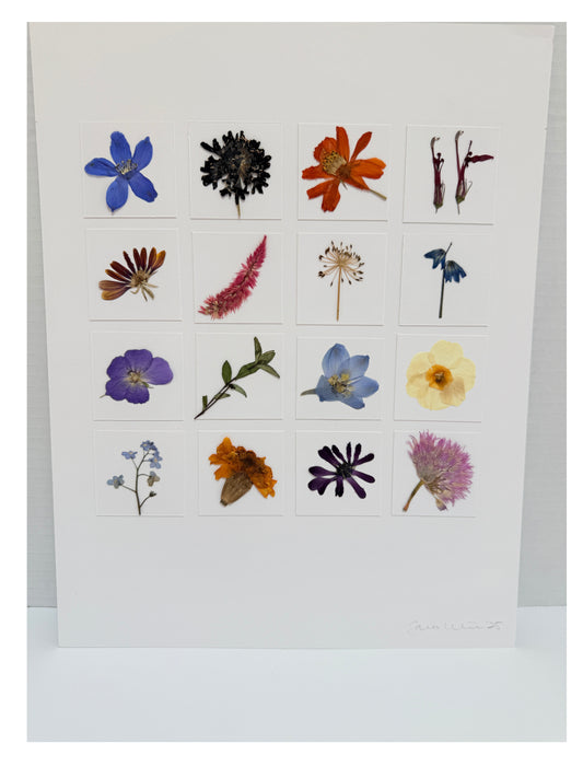 Vibrant 16-Specimen Pressed Flower Grid Art