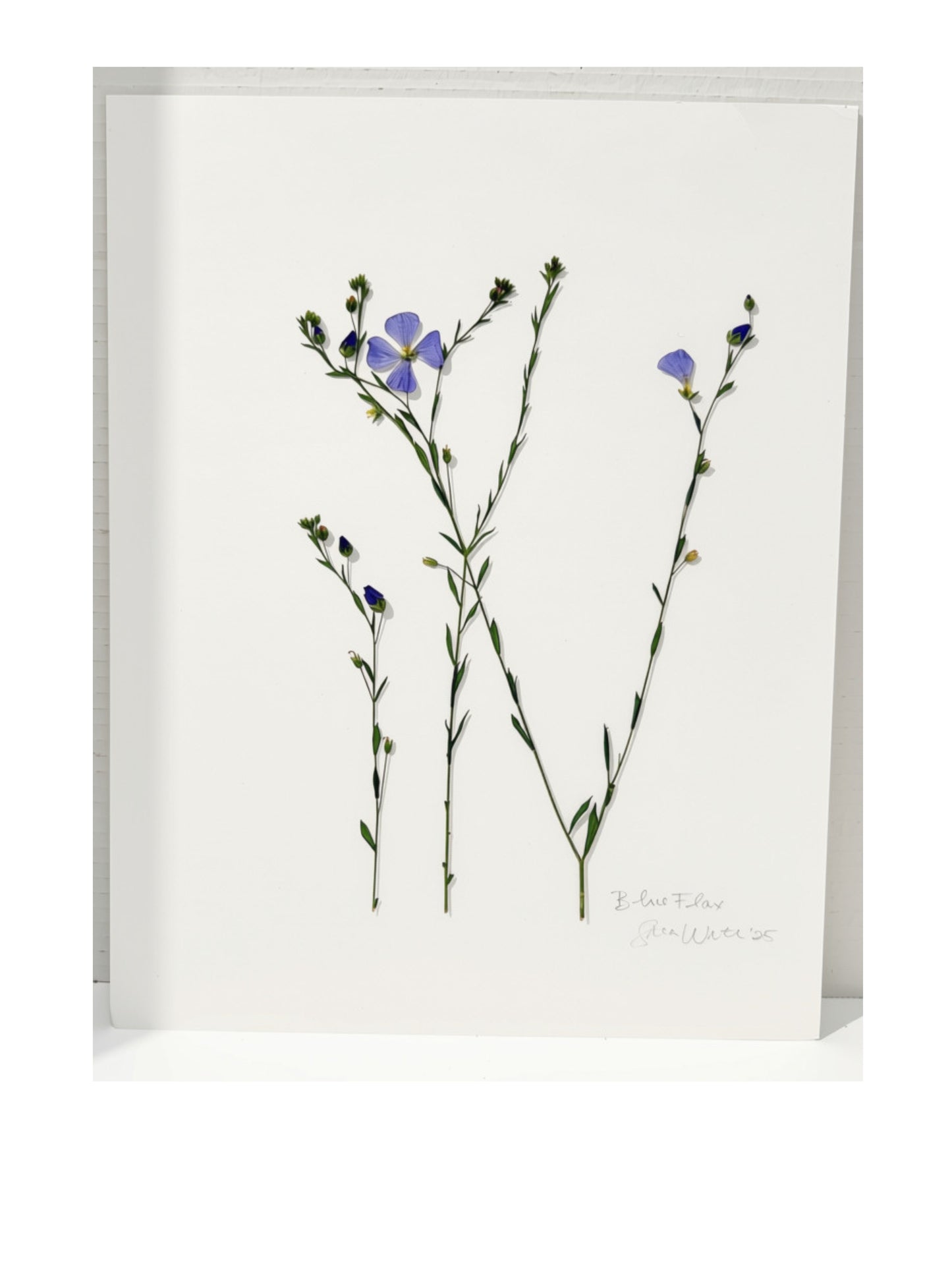 Herbarium Style Pressed Blue Flax Art