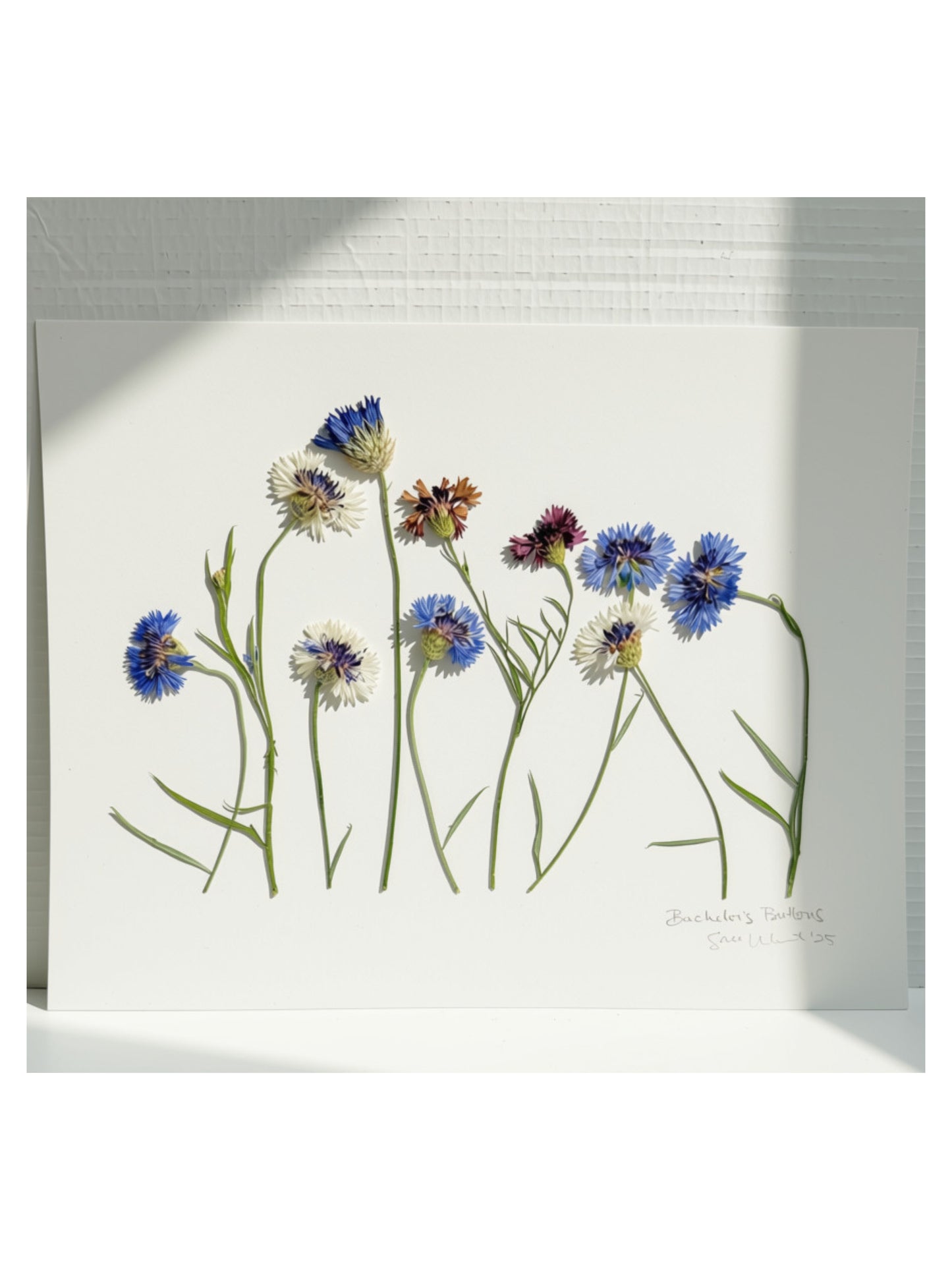 Pressed Bachelor’s Buttons Meadow Wall Art