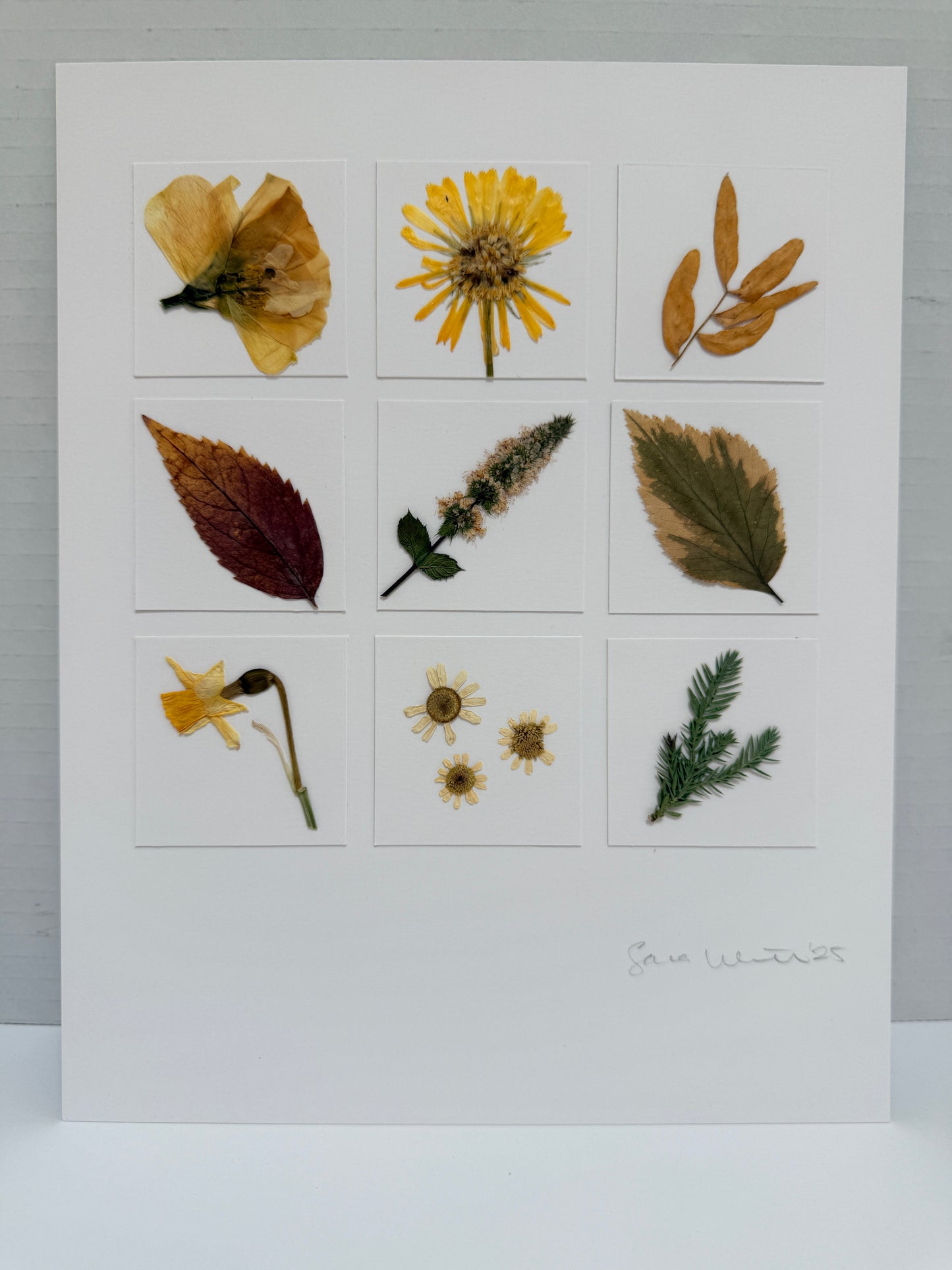 Golden Hour Garden Specimen Grid | Original 8x10 Hand-Pressed Flower Art