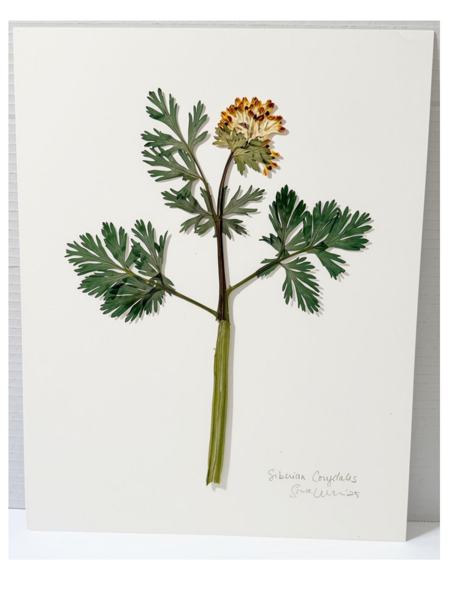 Herbarium Style Pressed Siberian Corydalis Art
