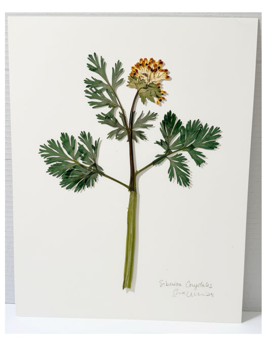 Herbarium Style Pressed Siberian Corydalis Art